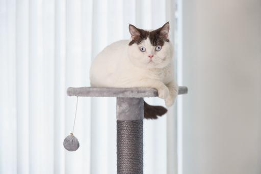 Image du produit Beeztees Arbre à chat Bz Figado (135 cm, Grey)