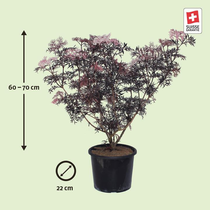 Produktbild Zulauf Schwarzer Holunder / Sambucus nig. 'Black Lace' (70 cm)