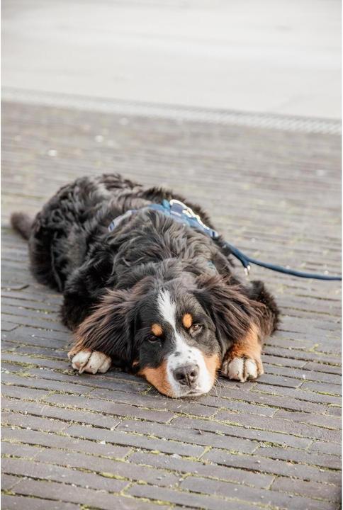 Produktbild Kentucky Dogwear Hundeleine Velvet (L, Hund, Allgemein)