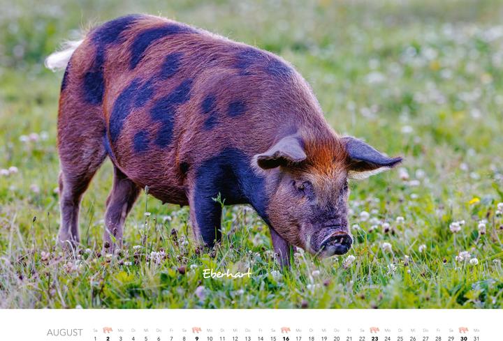 Produktbild Schweine Kalender 2026 (Harter Einband, Deutsch)