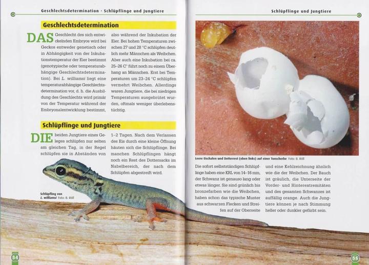 Produktbild Taggeckos 13. Der Türkisblaue Zwerggecko (Deutsch, Beate Röll, 2021)
