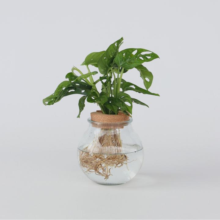 Produktbild Plant in a Box Monstera Adansonii 'Monkey Mask' - Fensterblatt in Glas (35 cm)