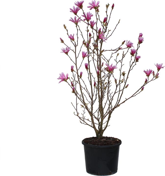Produktbild Zulauf Magnolie / Magnolia x leylandii 'Leonard Messel' (125 cm)