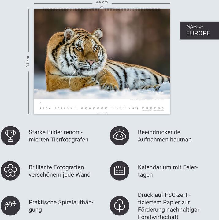 Actual product image Tiger Kalender 2026 (44 x 34 cm, Hardcover, German)
