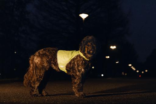 Actual product image Beeztees Safety Gear Safety Vest A (S, Dog vest)