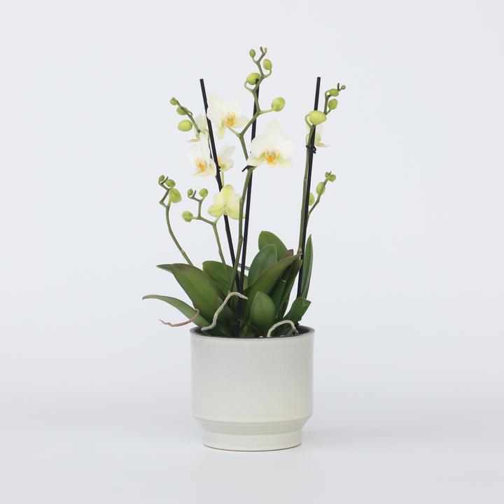 Produktbild Plant in a Box Phalaenopsis Multiflora - Schmetterlingsorchidee (35 cm)
