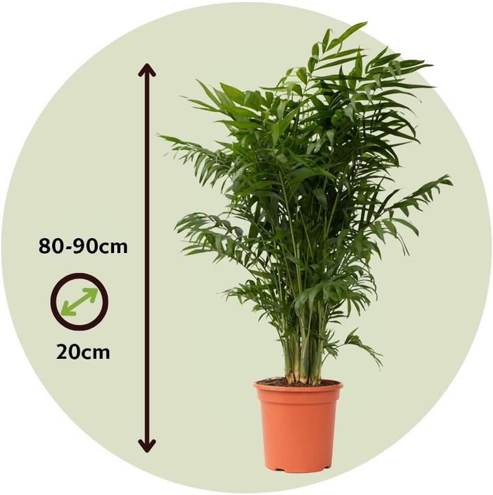 Produktbild Plant in a Box Chamaedorea elegans - Bergpalme (80 cm)