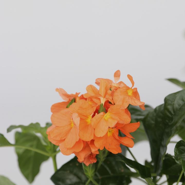 Actual product image Plant in a Box Crossandra infundibuliformis 'Fortuna' - Set of 2 Fire Flower (20 cm)