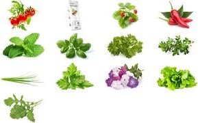Produktbild Click and Grow Chives (Kräutersamen)