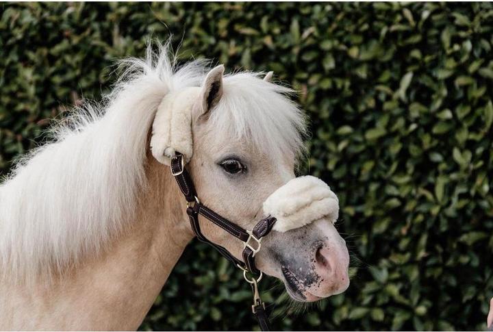 Actual product image Kentucky Horsewear Pony leather halter