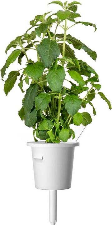 Actual product image Click and Grow Holy basil (Herb seeds)