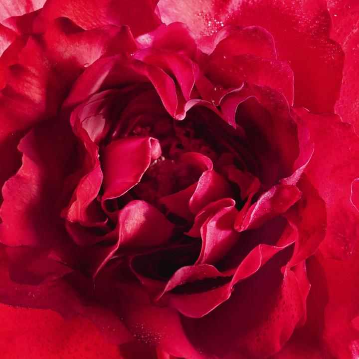 Actual product image Guerlain Mon Bloom of Rose by Eau de Parfum Spray 100 ml (Eau de parfum, 100 ml)