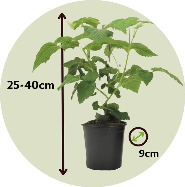 Actual product image Plant in a Box Rubus 'Tayberry' - blackberry and raspberry (25 cm)