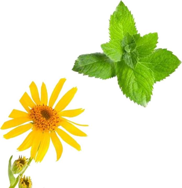 Image du produit Officinalis Dalla Grana Officinalis Cretata Arnica Menta Bustina (Crème pour le corps, 25 ml)