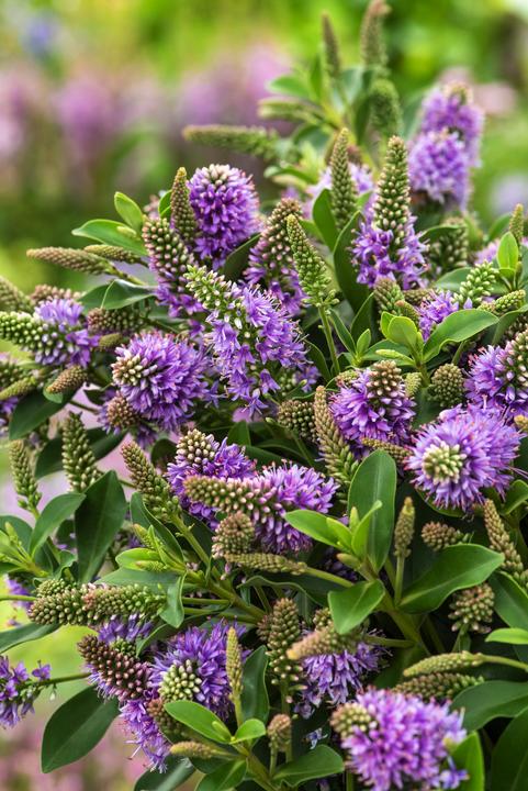 Produktbild Plant in a Box Hebe All Blooms 'Siara' - (30 cm)