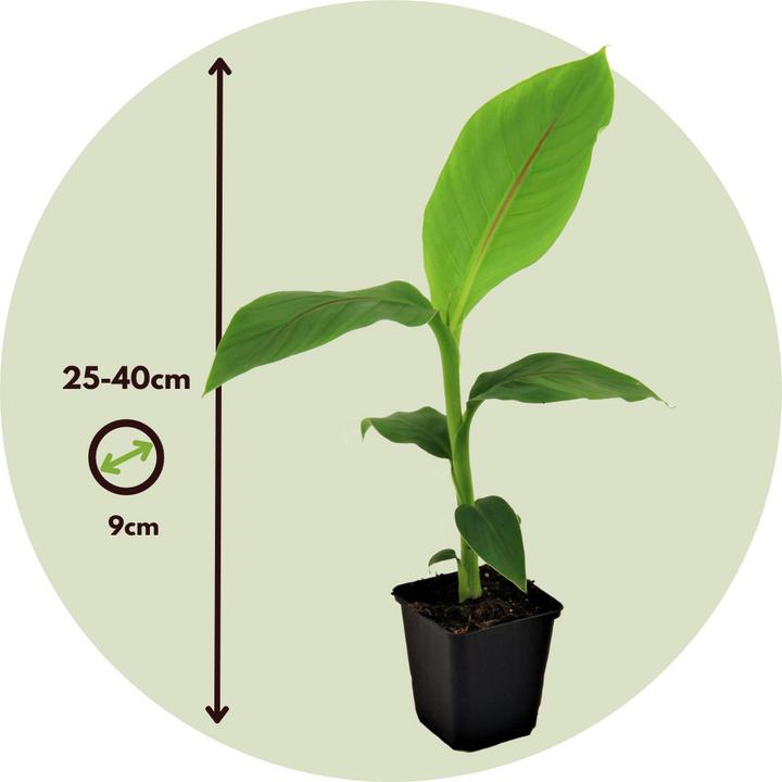 Produktbild Plant in a Box Musa Basjoo - 3er Set (40 cm)