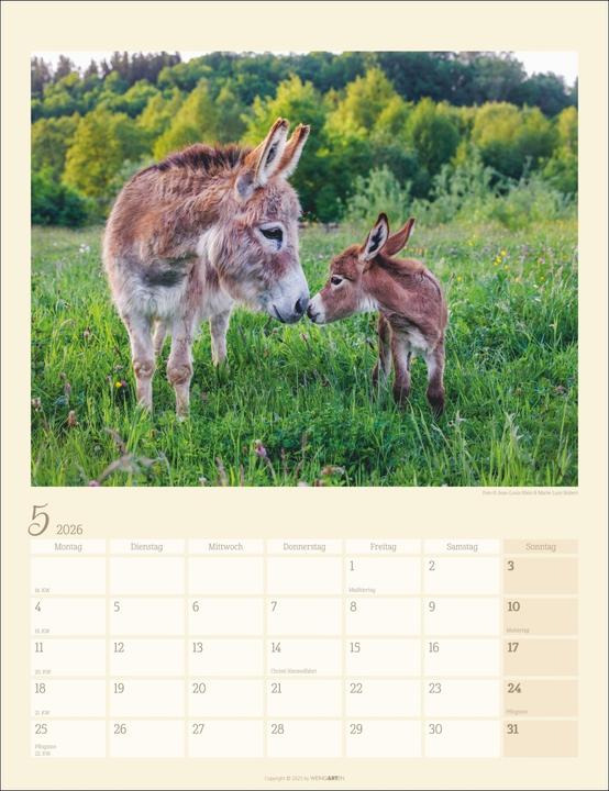 Produktbild Esel Kalender 2026 (30 x 39 cm, Deutsch)
