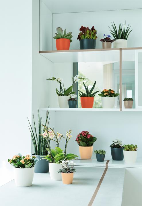 Produktbild Elho Brussels (6.70 cm)