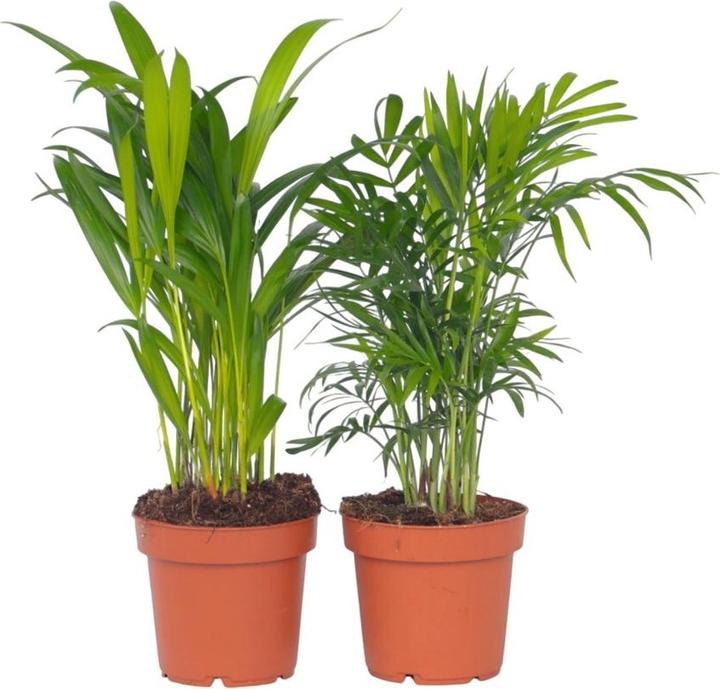 Produktbild Plant in a Box Areca, Chamaedorea - 2er Mischung (40 cm)