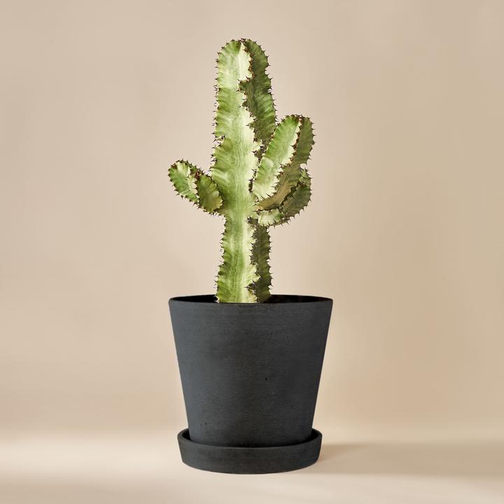 Produktbild Mary and Plants Wolfsmilch-Kaktus Variegata mit HAY Topf in Schwarz (70 cm)