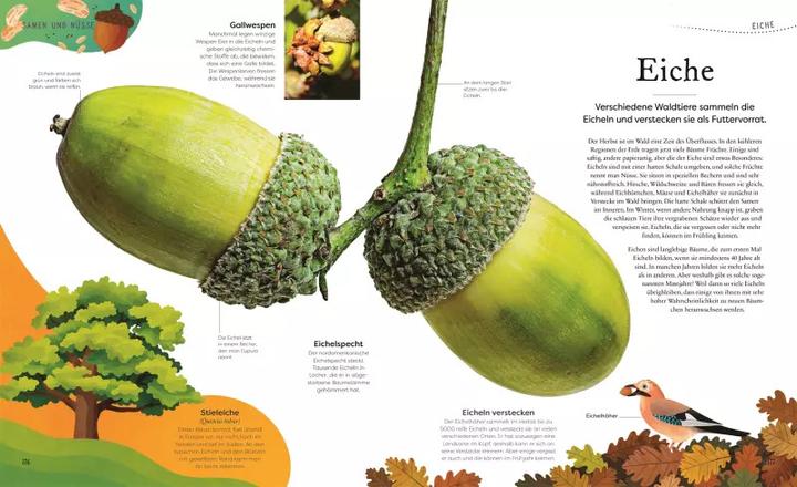 Produktbild Grosse und kleine Schätze der Natur. Pflanzen (Deutsch, Ben Hoare, 2023)