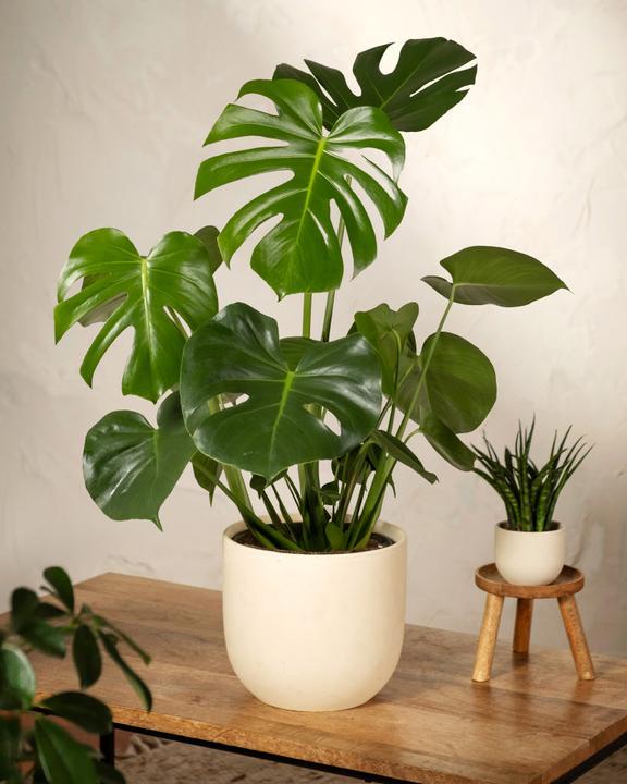 Immagine prodotto feey Monstera grande (65 cm, Appena rinvasata)