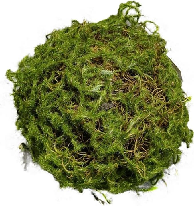 Produktbild HTI-Living Mooskugel 18 cm Kunstpflanze (18 cm)
