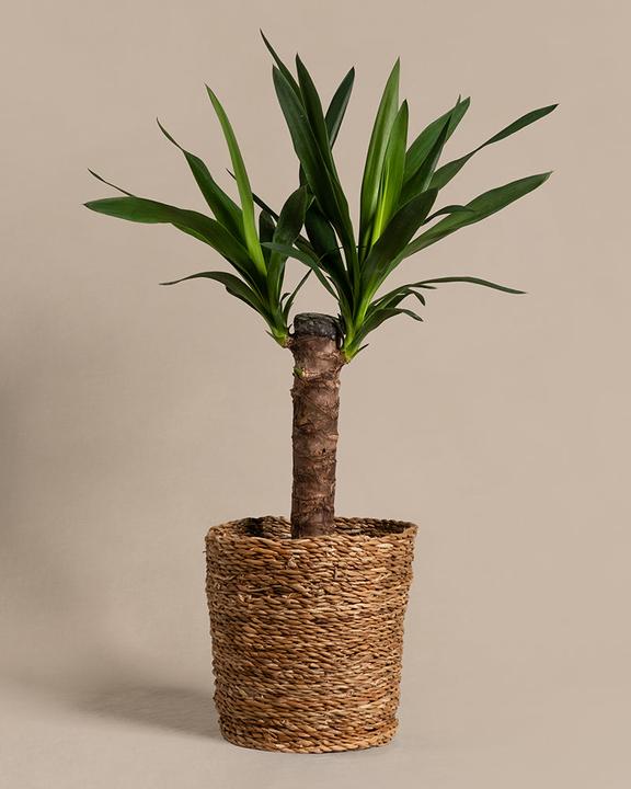 Image du produit feey Yucca (70 cm, Fraîchement rempotés)