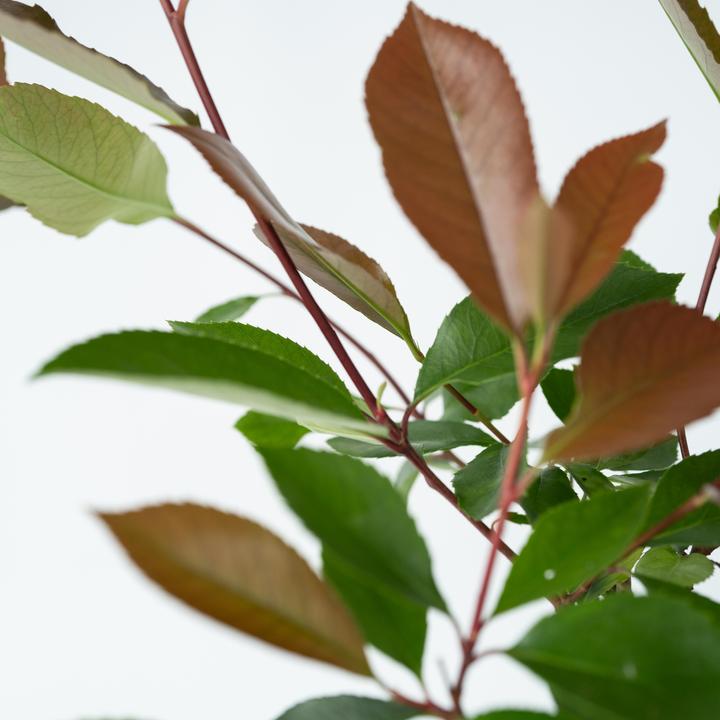 Produktbild Plant in a Box Photinia fraseri Red Robin - 2er Set Glanzmispel Pflanze (30 cm)