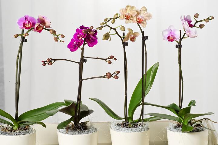 Actual product image Plant in a Box Phalaenopsis - Butterfly Orchid (50 cm)