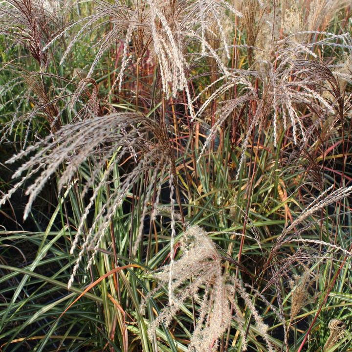 Produktbild Zulauf Chinaschilf / Miscanthus si. Malepartus (50 cm)