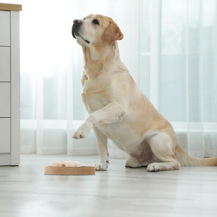 Produktbild Relaxdays Intelligenzspielzeug (Intelligenzspielzeug Hund)