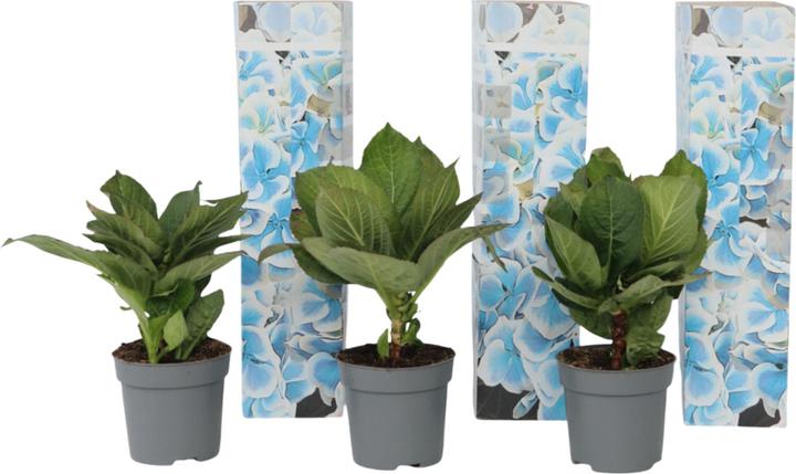 Actual product image Plant in a Box Hydrangea macrophylla Bavaria - Set of 3 hydrangeas (25 cm)