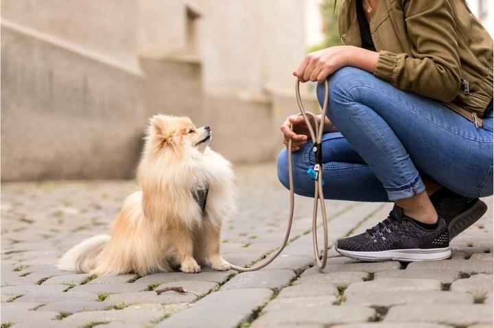 Actual product image Curli Dog leash Stretch Comfort ø 10 mm / 1.8 m, Moss (L, Dog, General)
