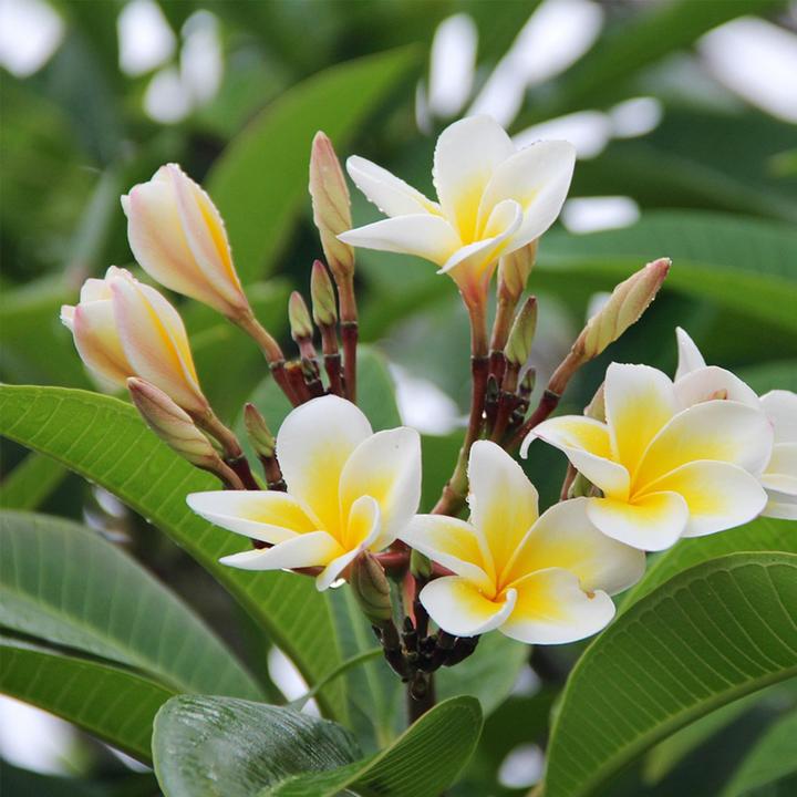 Immagine prodotto Plant in a Box Plumeria Frangipani - Pianta delle Hawaii (54 cm)