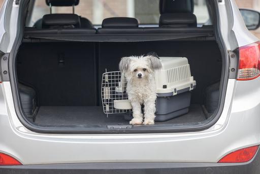 Actual product image Karlie Nomad (Cat, Dog, Lockable)