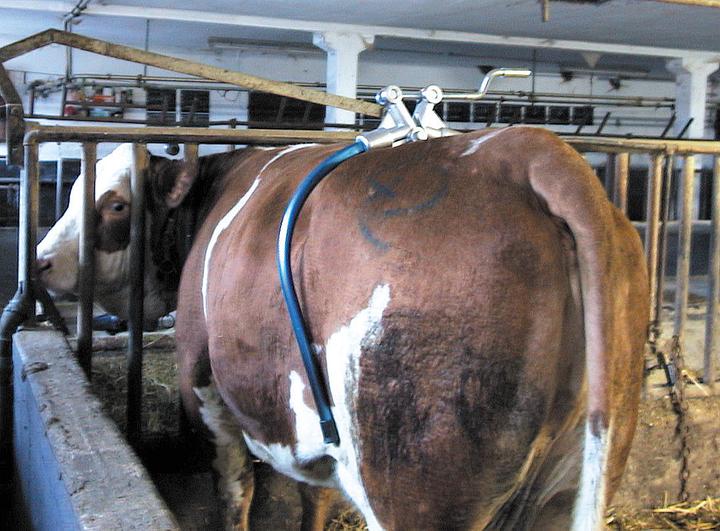 Actual product image Kerbl Hip Cuff for Cows Model America