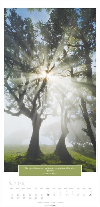 Produktbild Wunderwelt der Bäume Kalender 2026 (33 x 68 cm, Deutsch)
