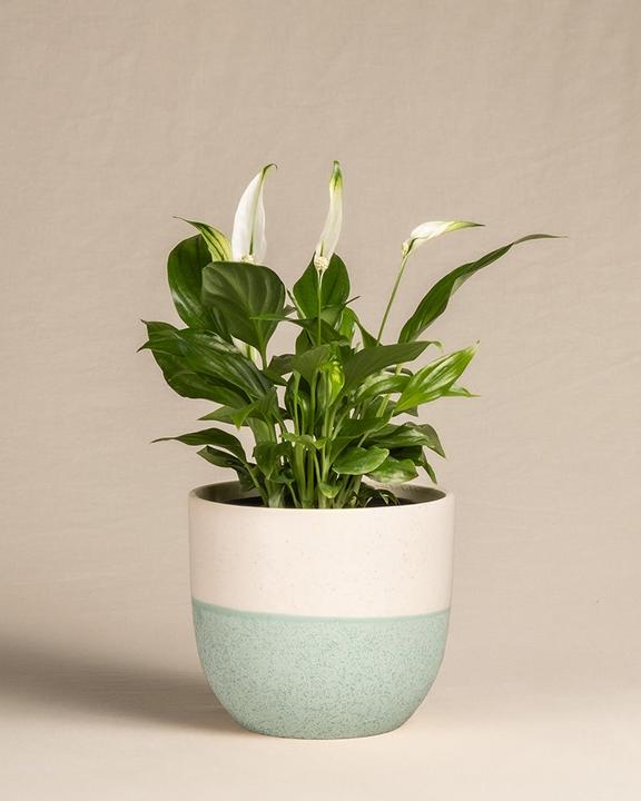 Actual product image feey Single leaf (35 cm, Freshly repotted)