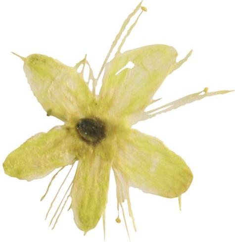 You Nails Echte getrocknete Blüten Cherry (Nagelverzierung, Gelb)