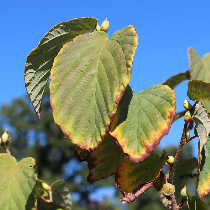 Produktbild Zulauf Ährige Scheinhasel / Corylopsis spicata (80 cm)