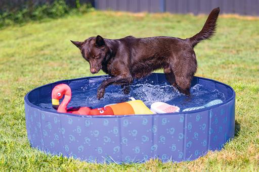 Immagine prodotto Beeztees Piscina per cani (Piscina per cani)