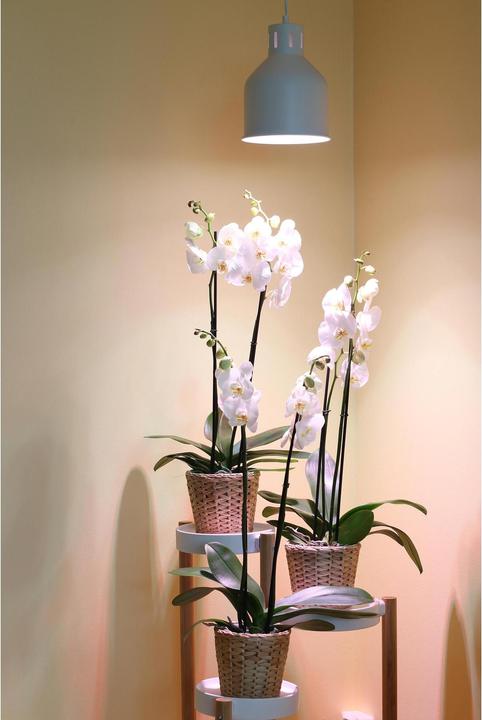 Productafbeelding Neogard Saga (LED, 230 V)