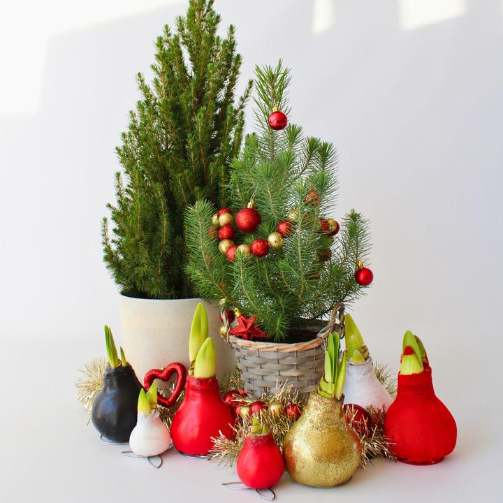 Produktbild Plant in a Box Pinus Pinea 'Silver Crest' (40 cm)