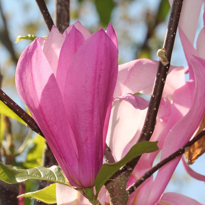Immagine prodotto Zulauf Purpur-Magnolie / Magnolia 'Susan' (125 cm)