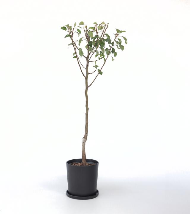 Produktbild Plant in a Box Pyrus communis 'Conference' - Birnenbaum (90 cm)