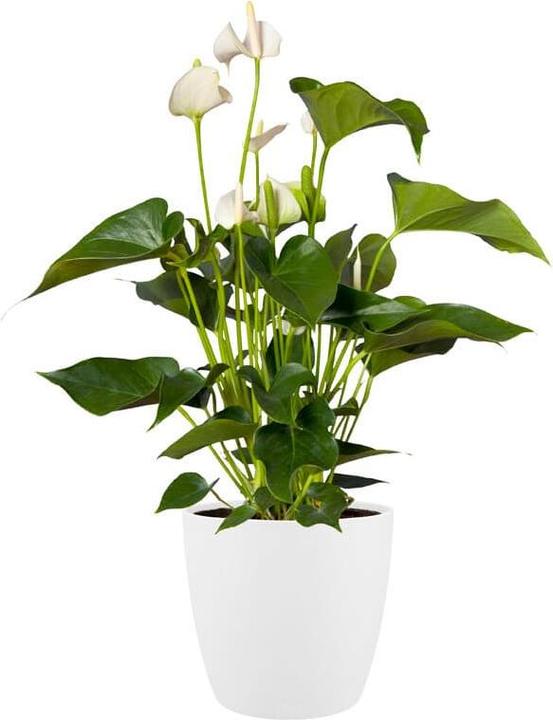 Produktbild Elho Brussels (24.30 cm)