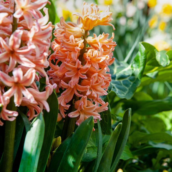 Produktbild Plant in a Box Hyacinthus Gipsy Queen - 15er-Set Hyazinthenzwiebeln (30 cm)