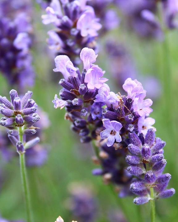 Actual product image feey Lavendel (20 cm, Animal friendly)