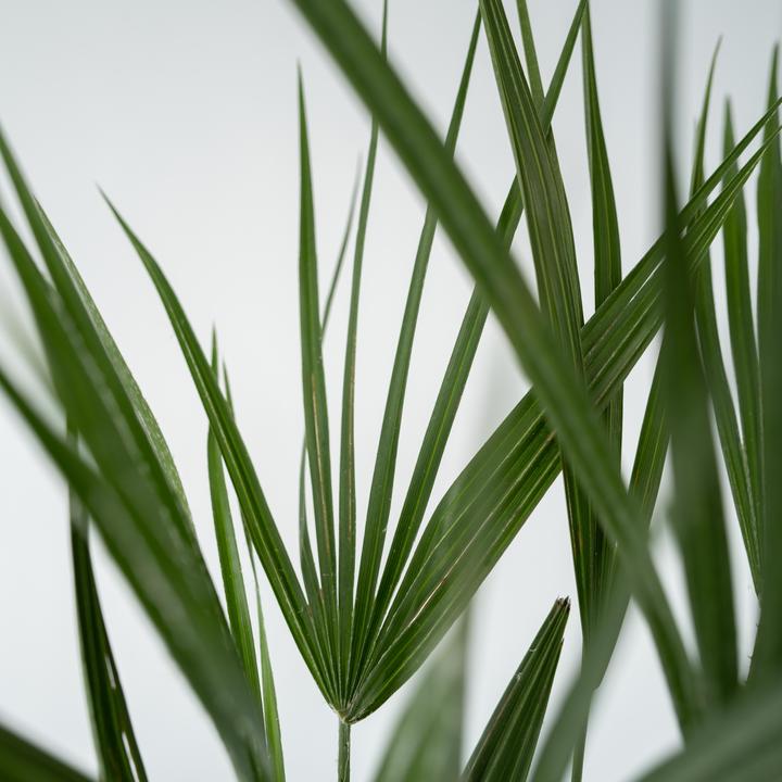 Produktbild Plant in a Box Chamaerops Humilis - Zwergpalme (80 cm)
